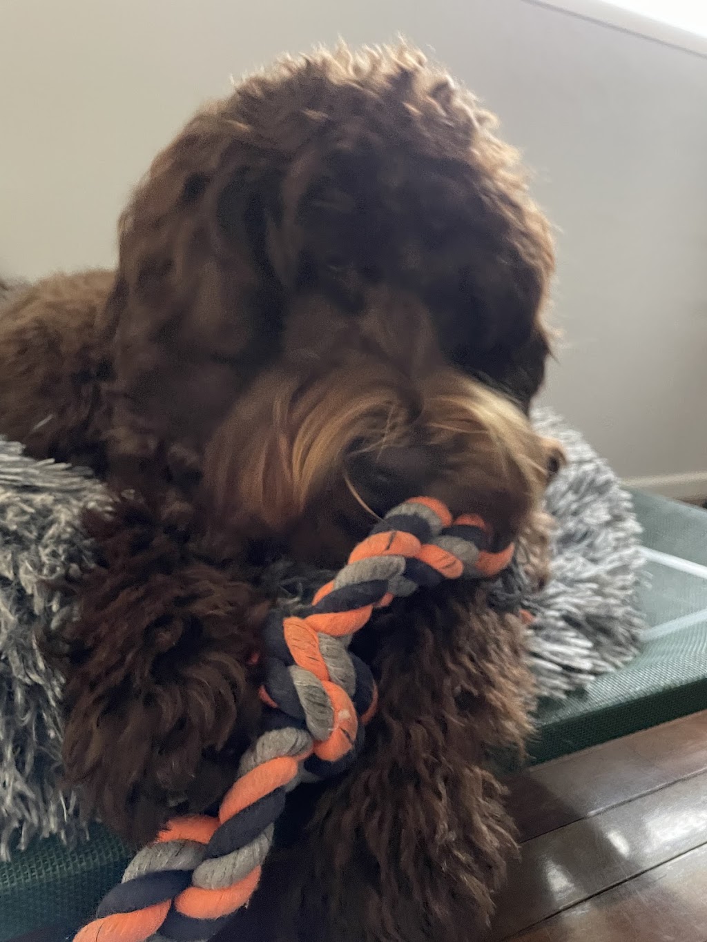 Scawoo Australian Cobberdogs | 6 Wren Ct, Regency Downs QLD 4341, Australia | Phone: 0490 785 514