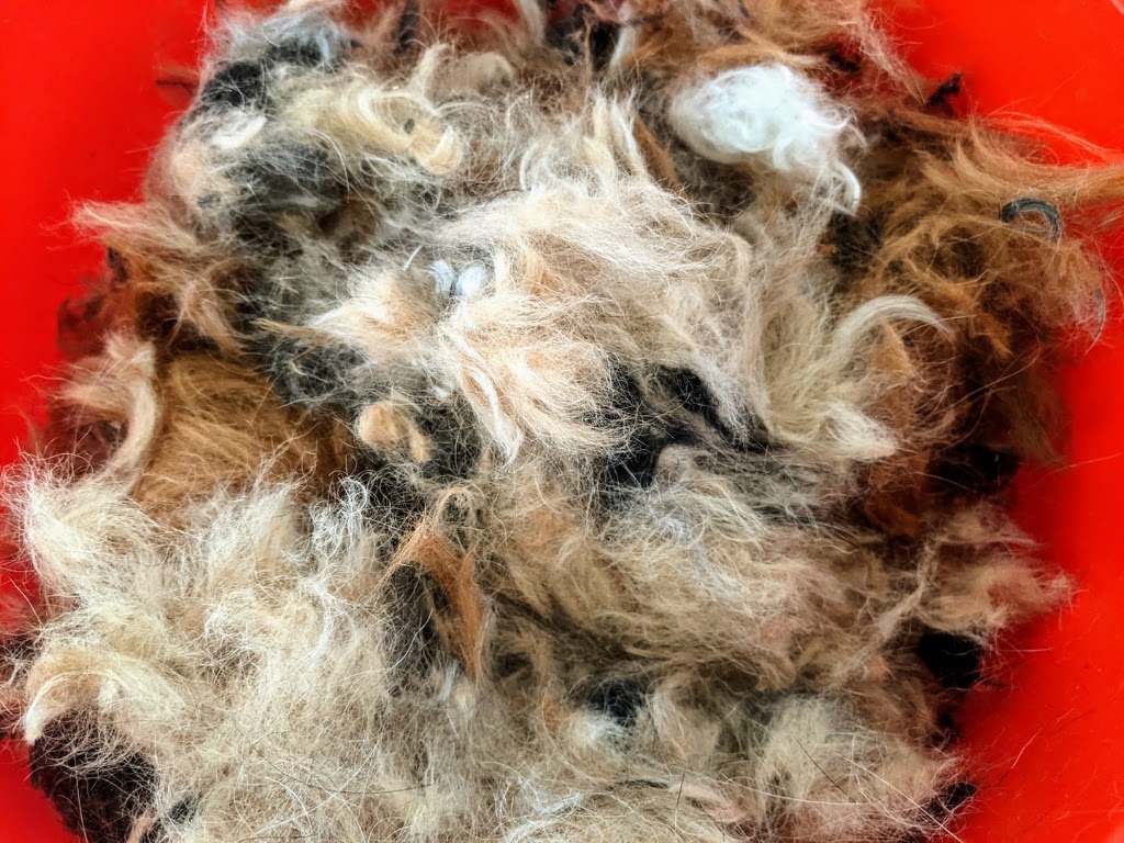 Pampered Pets Grooming Service | 240 Boulder Rd, South Kalgoorlie WA 6430, Australia | Phone: (08) 6010 0801