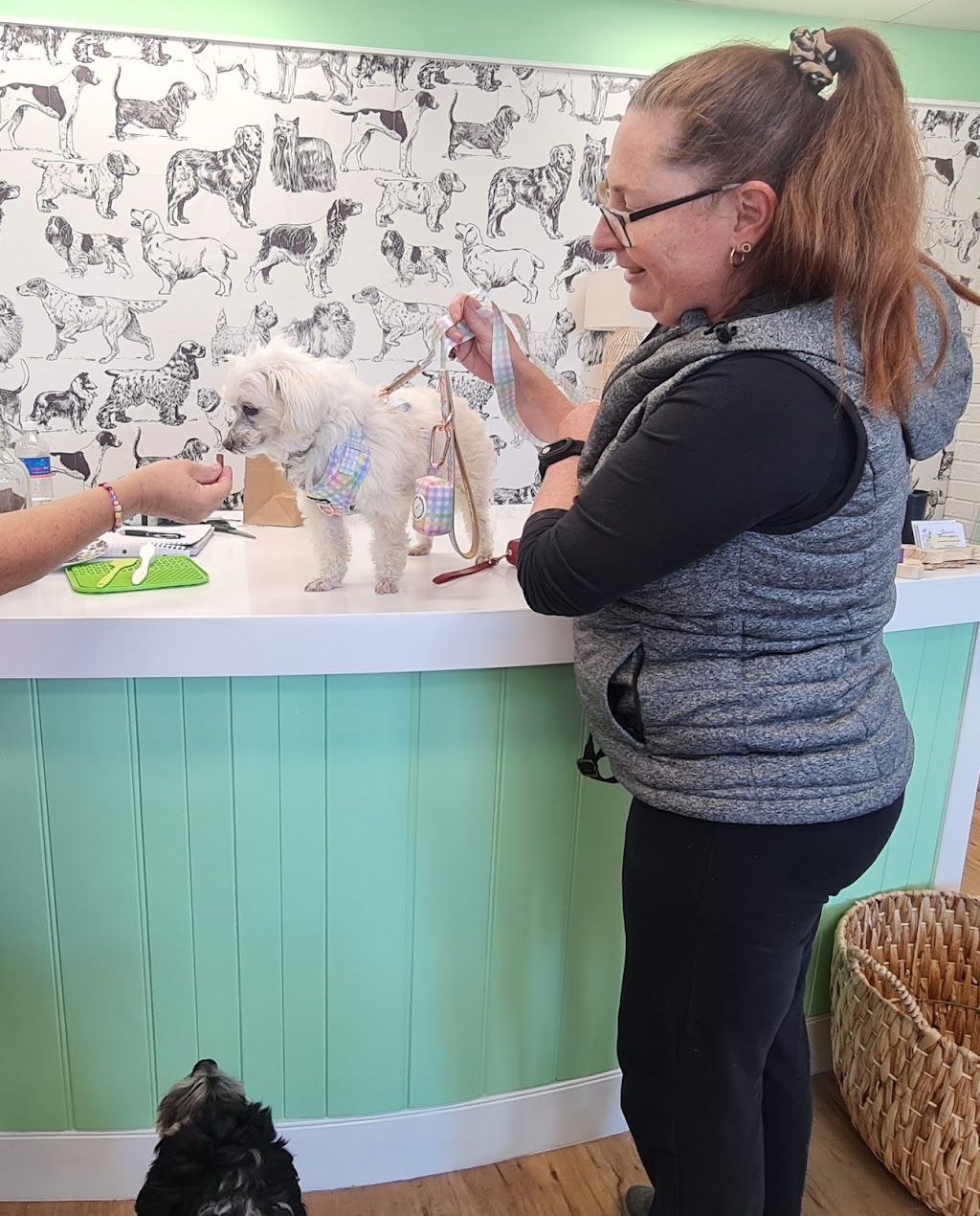 Fur Babies Forster Tuncurry | Unit 3/16 Douglas Ave, Tuncurry NSW 2428, Australia | Phone: 0415 824 574