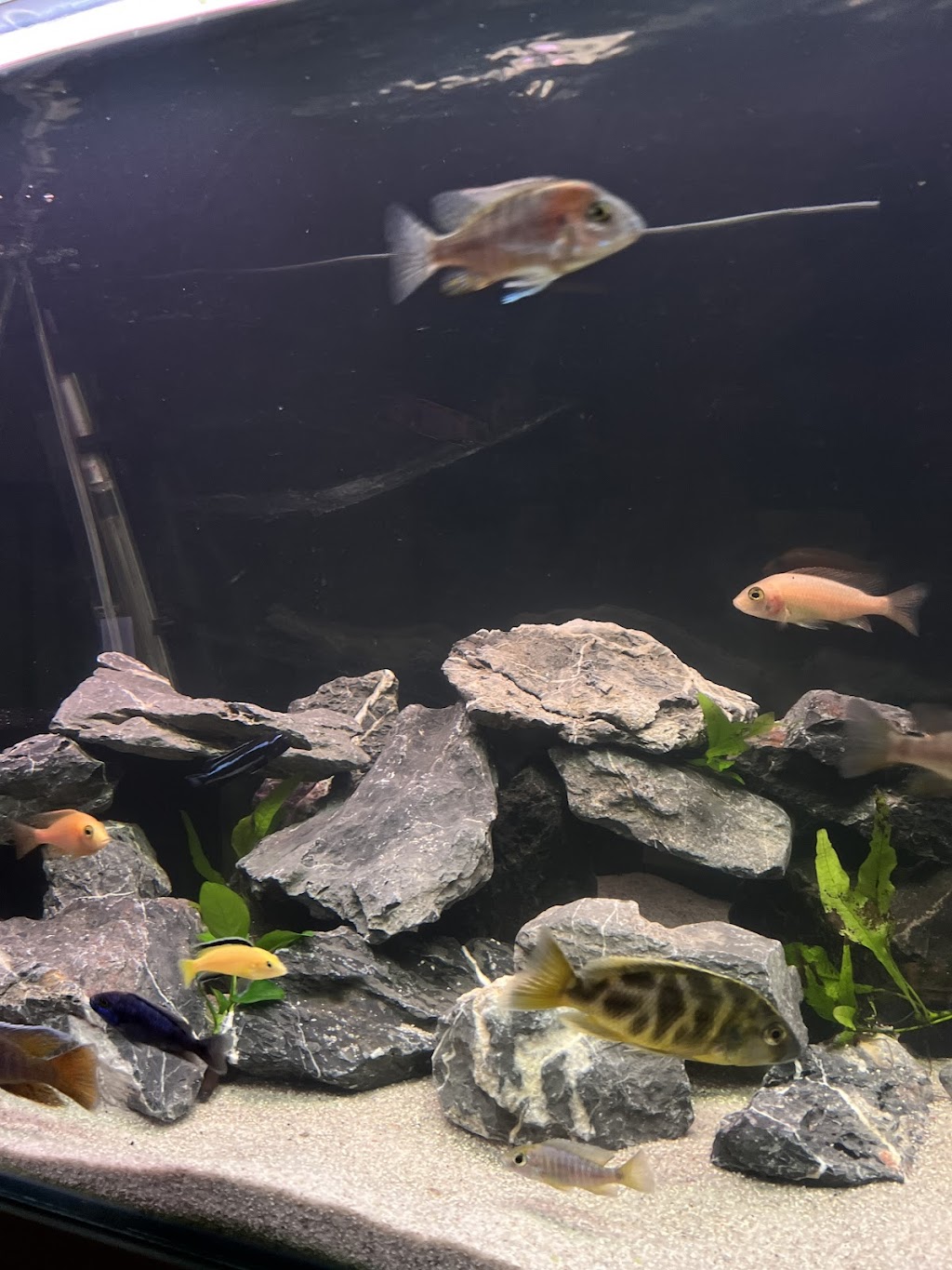 The Guppy Garden & Nano Nursery | Open By Appointment, 5/47 St George Cres, Sandy Point NSW 2172, Australia | Phone: 0437 158 143