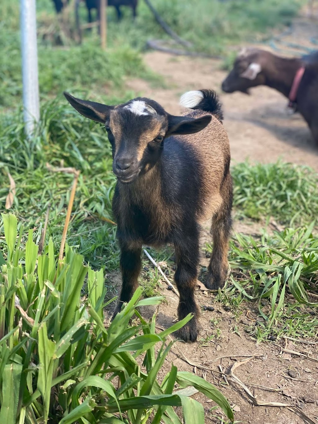 Marlu Mini Farm | 58 Ala Moana Rd, East Kurrajong NSW 2758, Australia | Phone: 0414 298 205