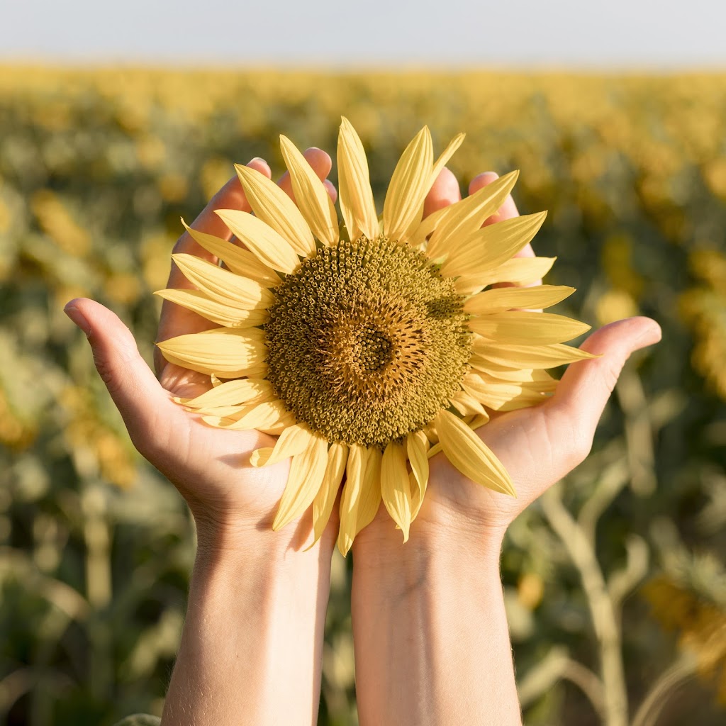 Sunflower Assist | St Covet Ct, Glenlogan QLD 4280, Australia | Phone: 0457 058 591