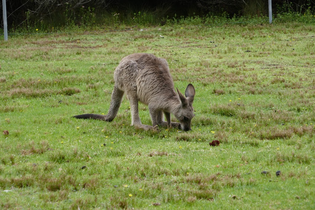 Pretty Beach campground - Murramarang National Park | campground | 1 Pretty Beach Rd, Pretty Beach NSW 2539, Australia | 1300072757 OR +61 1300 072 757