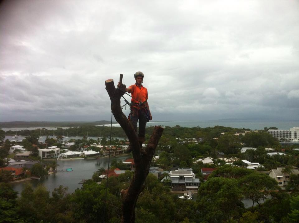 CALL 2 CUT TREE SOLUTIONS - Tree Service Gladstone, Tree Removal | park | 48957 Bruce Hwy, Benaraby QLD 4680, Australia | 0497215664 OR +61 497 215 664