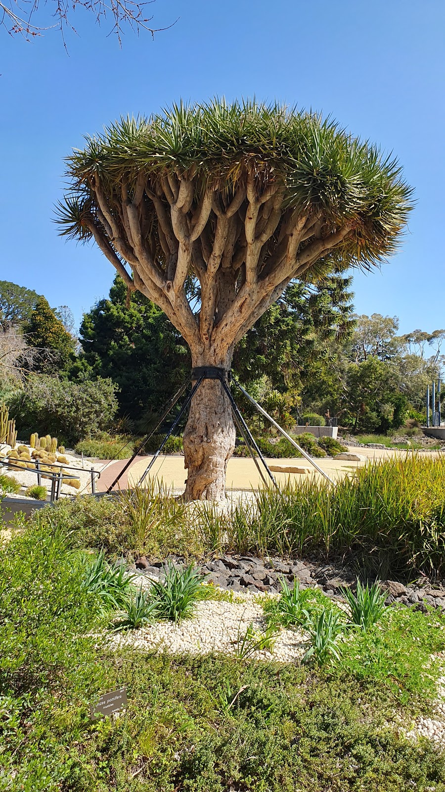 Friends of Geelong Botanic Gardens | tourist attraction | Garden St, East Geelong VIC 3219, Australia | 0352226053 OR +61 3 5222 6053