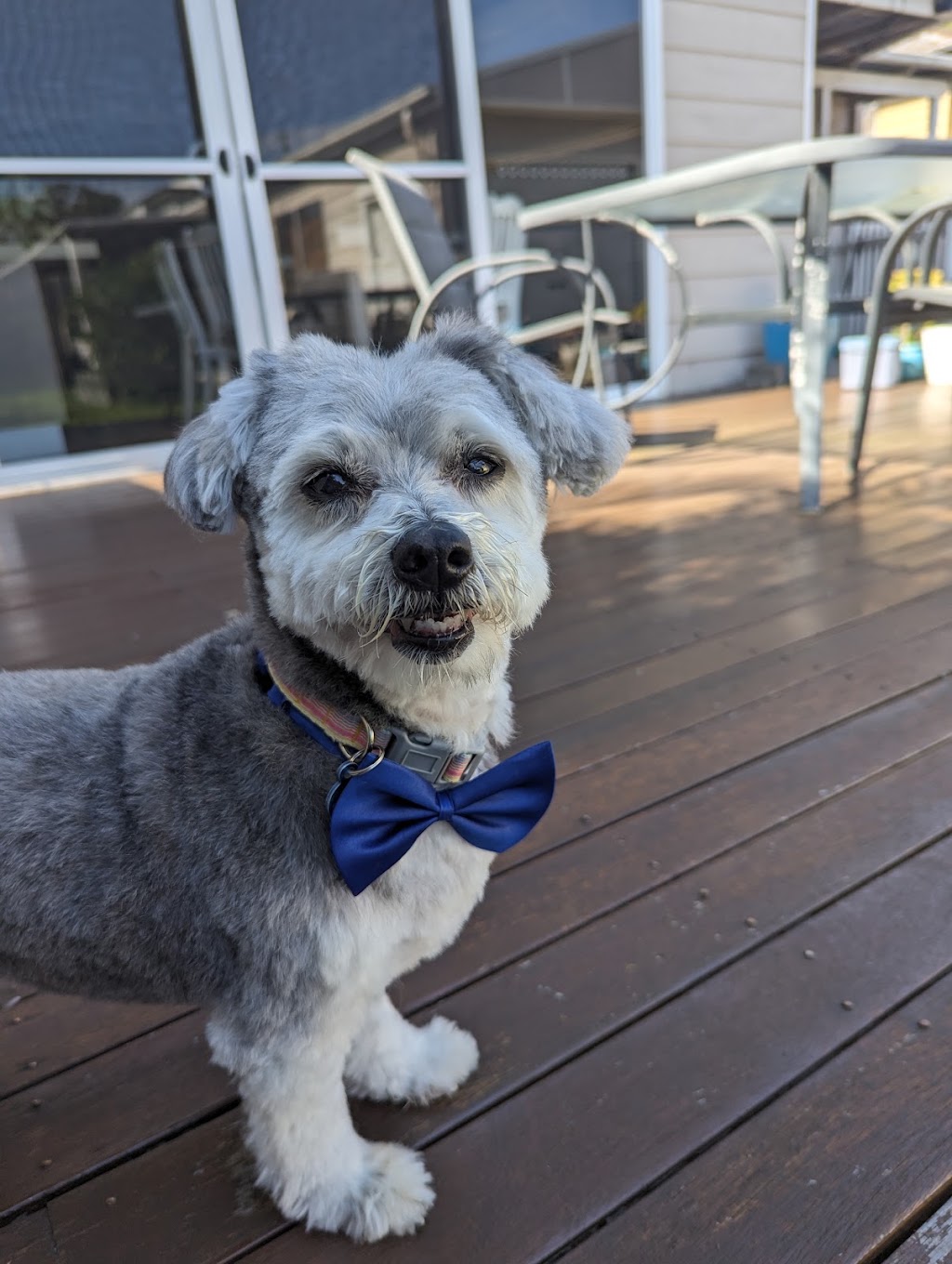 Heavenly Paws Dog Grooming & Washing | 4/78 Oxford St, Gateshead NSW 2290, Australia | Phone: 0421 278 688