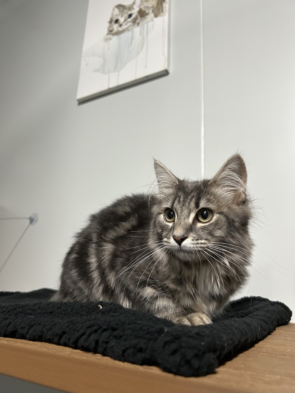 Cardinia Cattery | 200 Bladens Rd, Koo Wee Rup VIC 3981, Australia | Phone: 0499 453 847