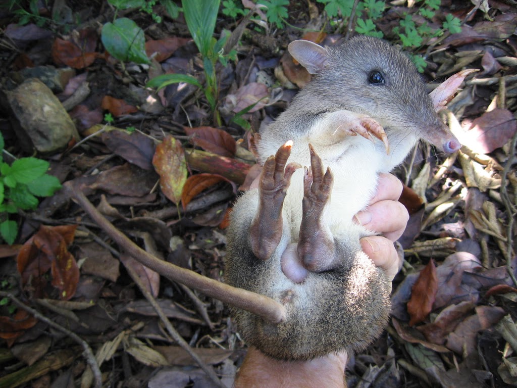 Arbor Ecological | 334 Pearces Creek Rd, Alstonville NSW 2477, Australia | Phone: (02) 6628 0365