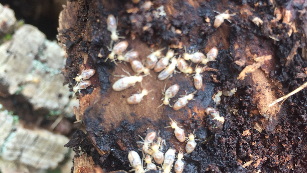 All About Termites | home goods store | Broad Gully Rd, Diamond Creek VIC 3089, Australia | 0438671280 OR +61 438 671 280