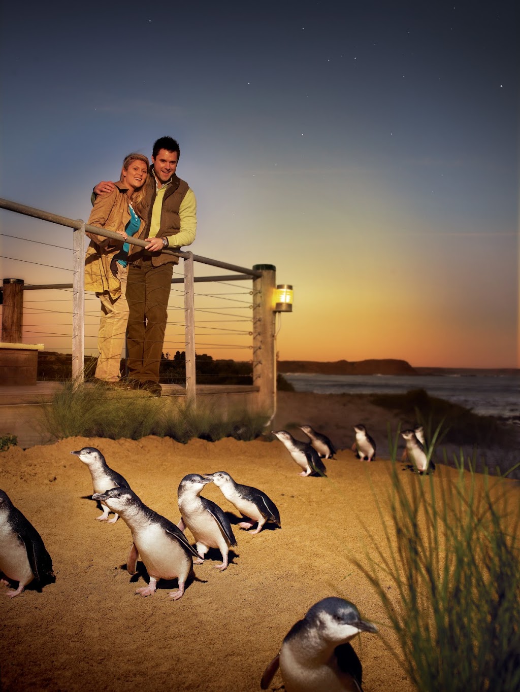 Posh Penguins | 895 Phillip Island Tourist Rd Service Rd, Newhaven VIC 3925, Australia | Phone: 0466 092 540