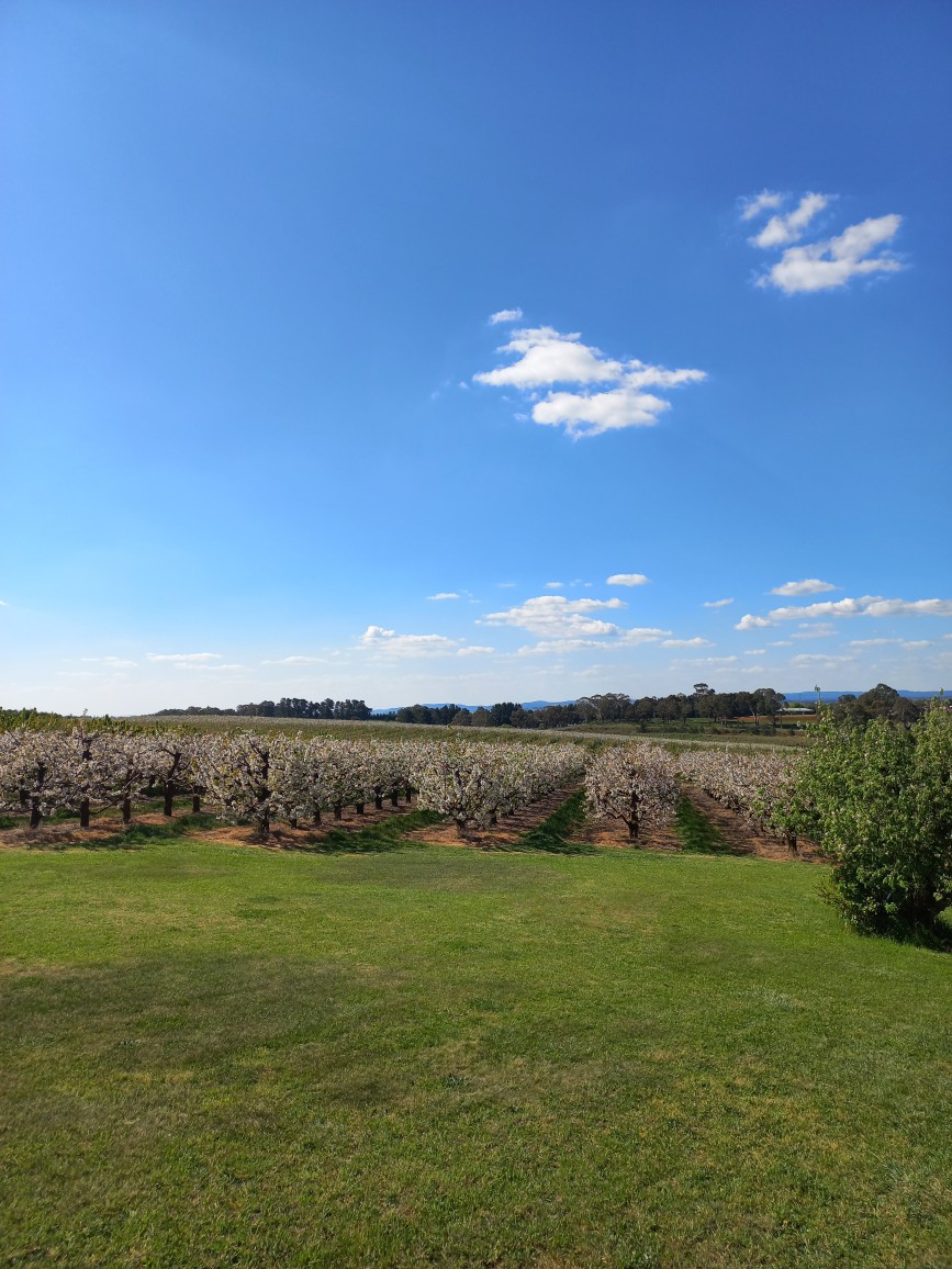 Mount Pleasant Cherries | 98 Mount Pleasant Ln, Canobolas NSW 2800, Australia | Phone: 0487 212 333