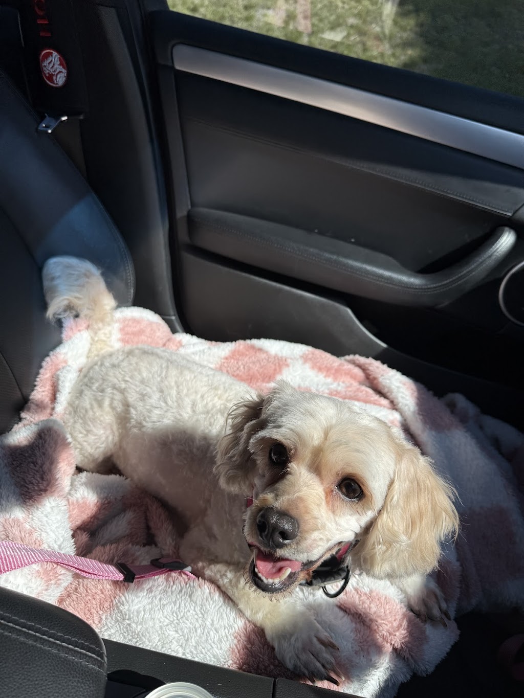 The Local Dog Groomer | 10 Wingadee Rd, Maryknoll VIC 3812, Australia | Phone: 0430 294 231