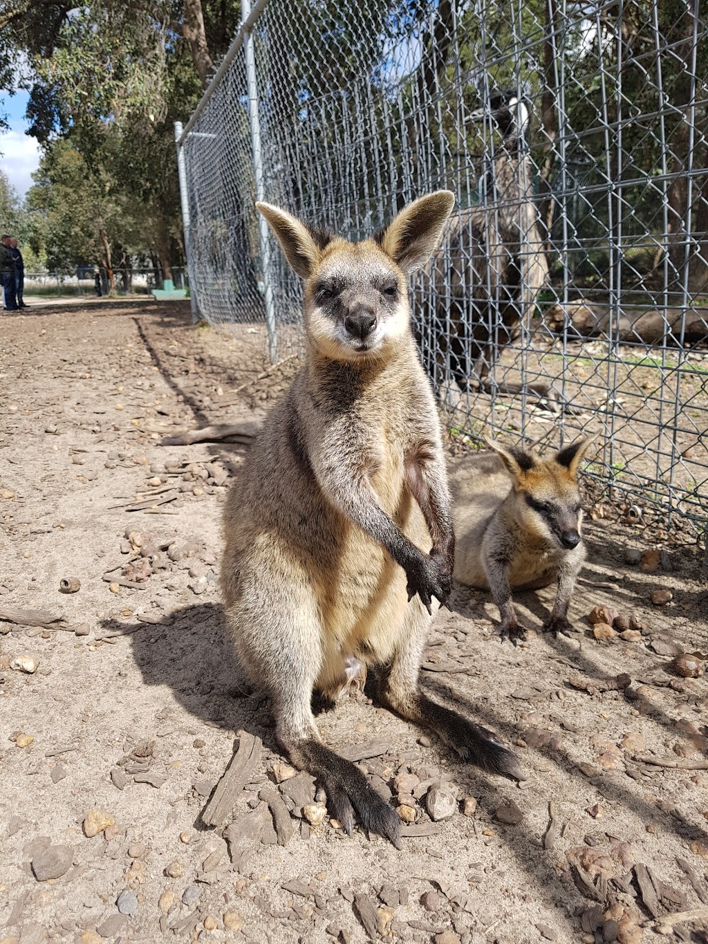 Cohunu Koala Park | LOT 103 Nettleton Rd, Byford WA 6122, Australia | Phone: (08) 9526 2966