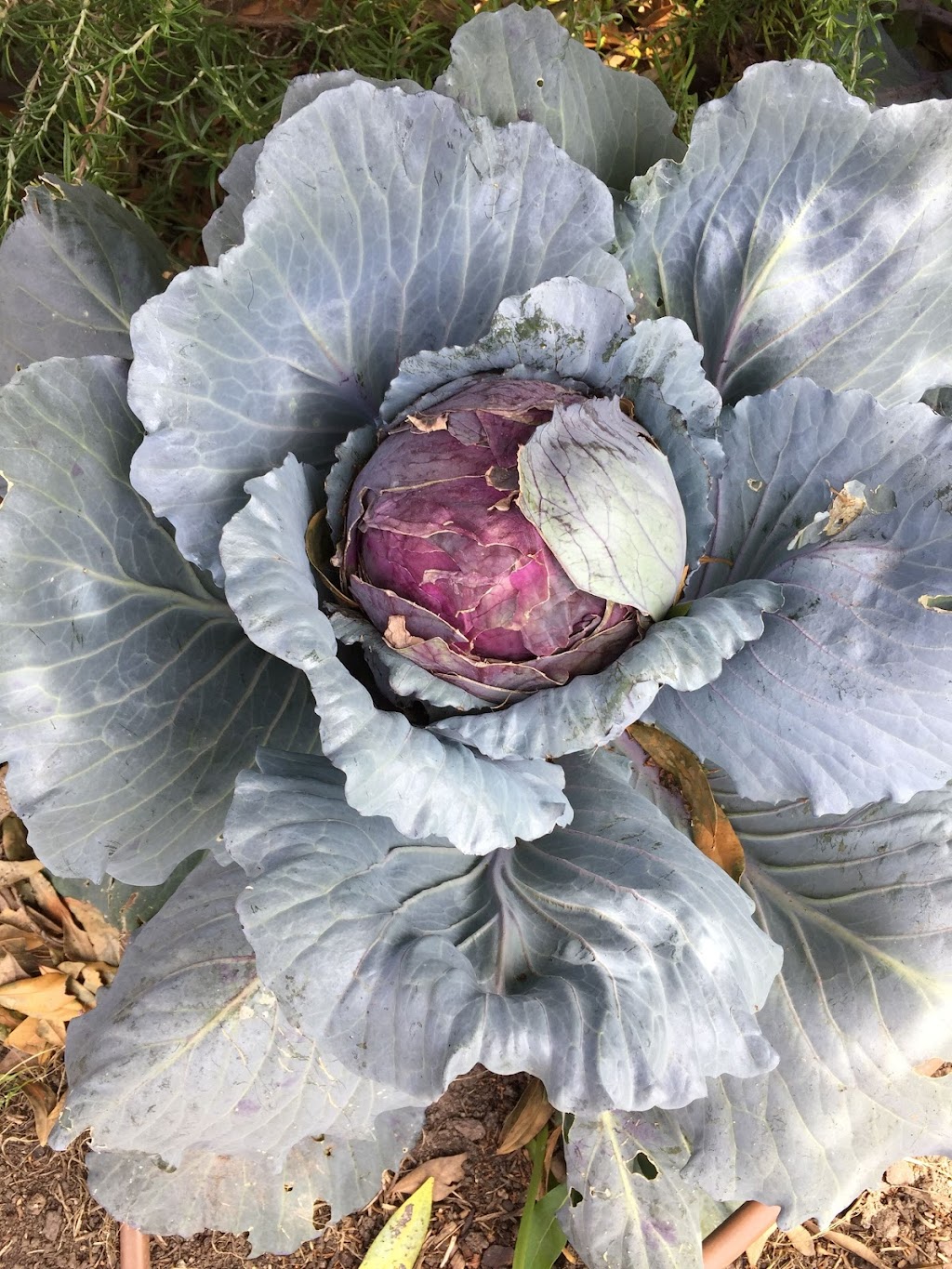 Golden Dawn Permaculture | 14a Hyde St, Fernmount NSW 2454, Australia | Phone: 0435 298 679