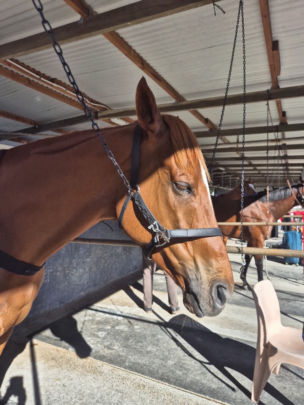 Mackay Turf Club | 9 Peak Downs Hwy, Ooralea QLD 4740, Australia | Phone: (07) 4952 1155
