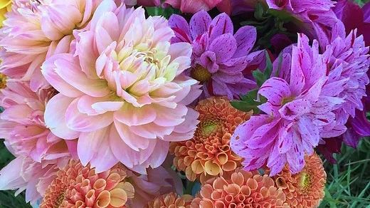 Hansfords Dahlias | 194 Hunters Rd, Ellinbank VIC 3821, Australia | Phone: 0439 610 134