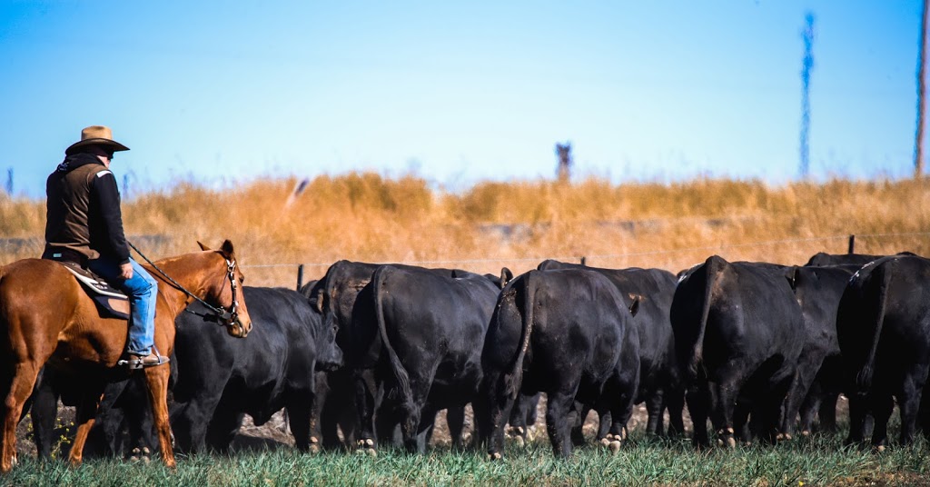 Clunie Range Angus Stud | 458 Coolatai Rd, Wallangra NSW 2360, Australia | Phone: 0427 438 318