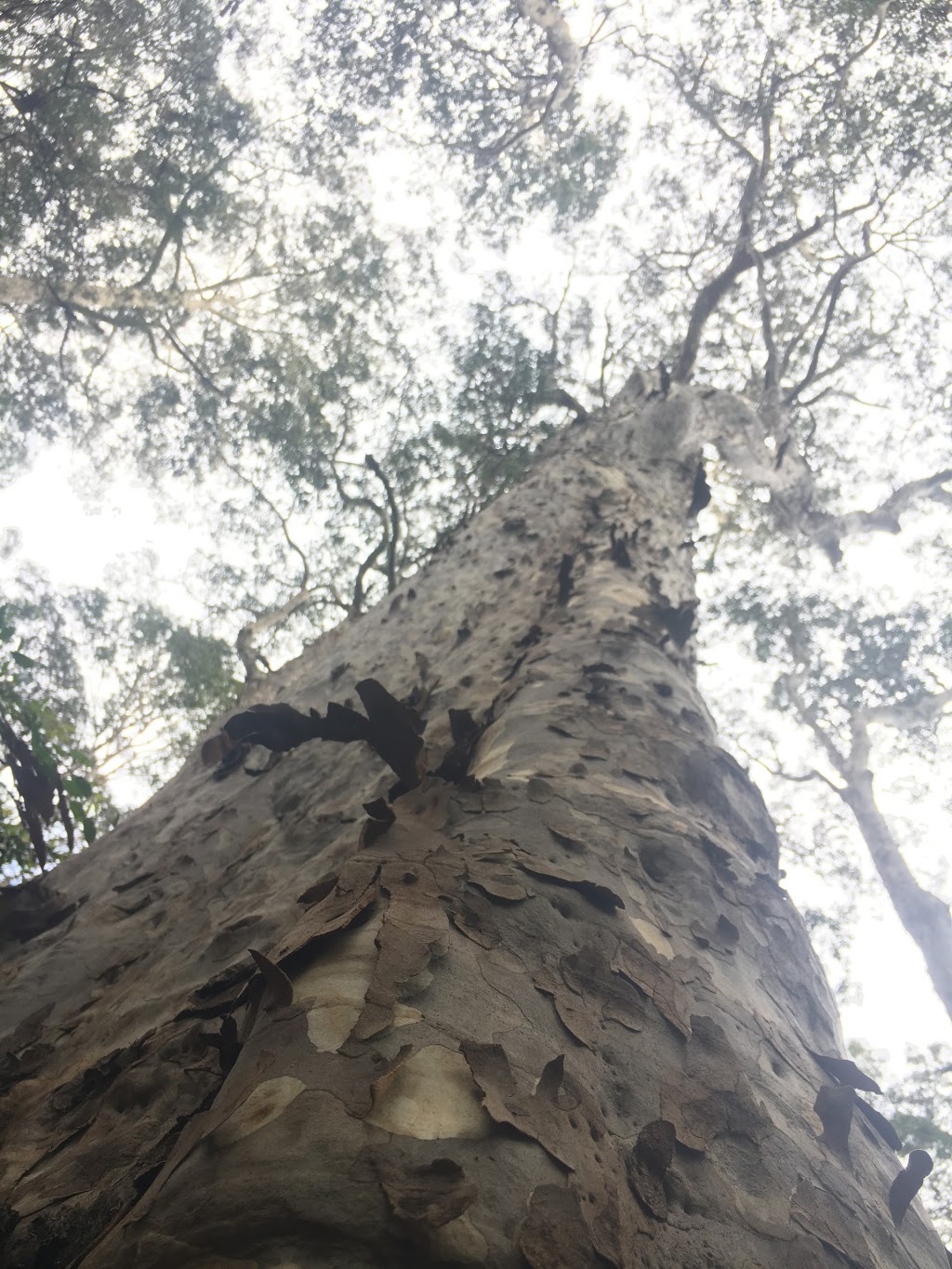 Box Cutting Rainforest Walk | park | Box Cutting Rd, Kianga NSW 2546, Australia