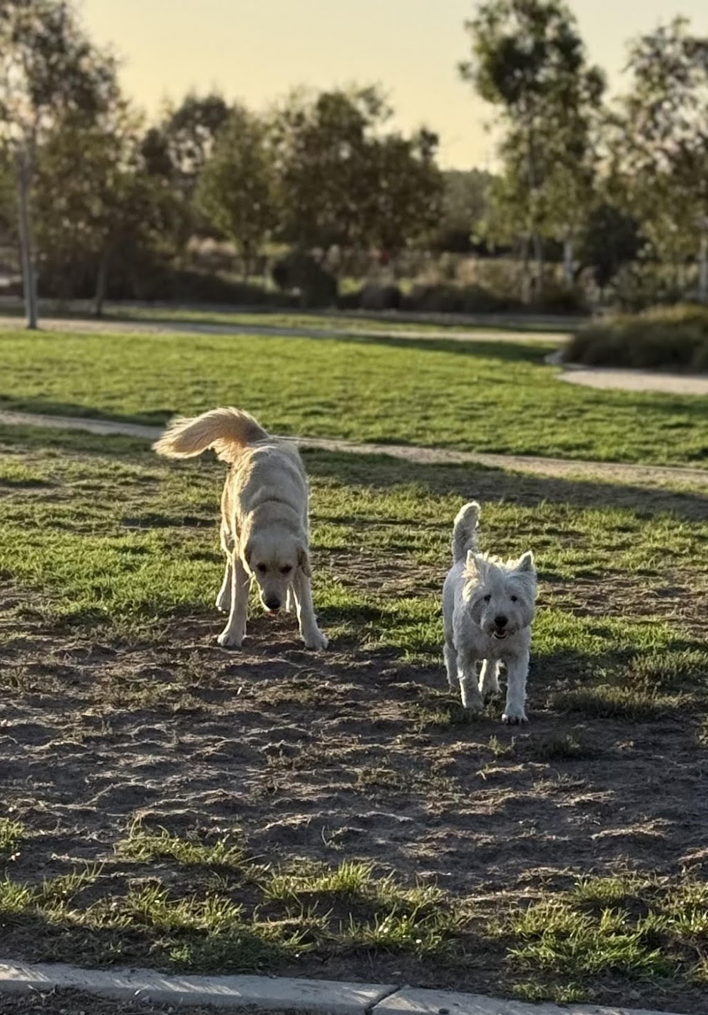Woof N Run | 10 Ontario St, Clyde VIC 3978, Australia | Phone: 0438 318 626