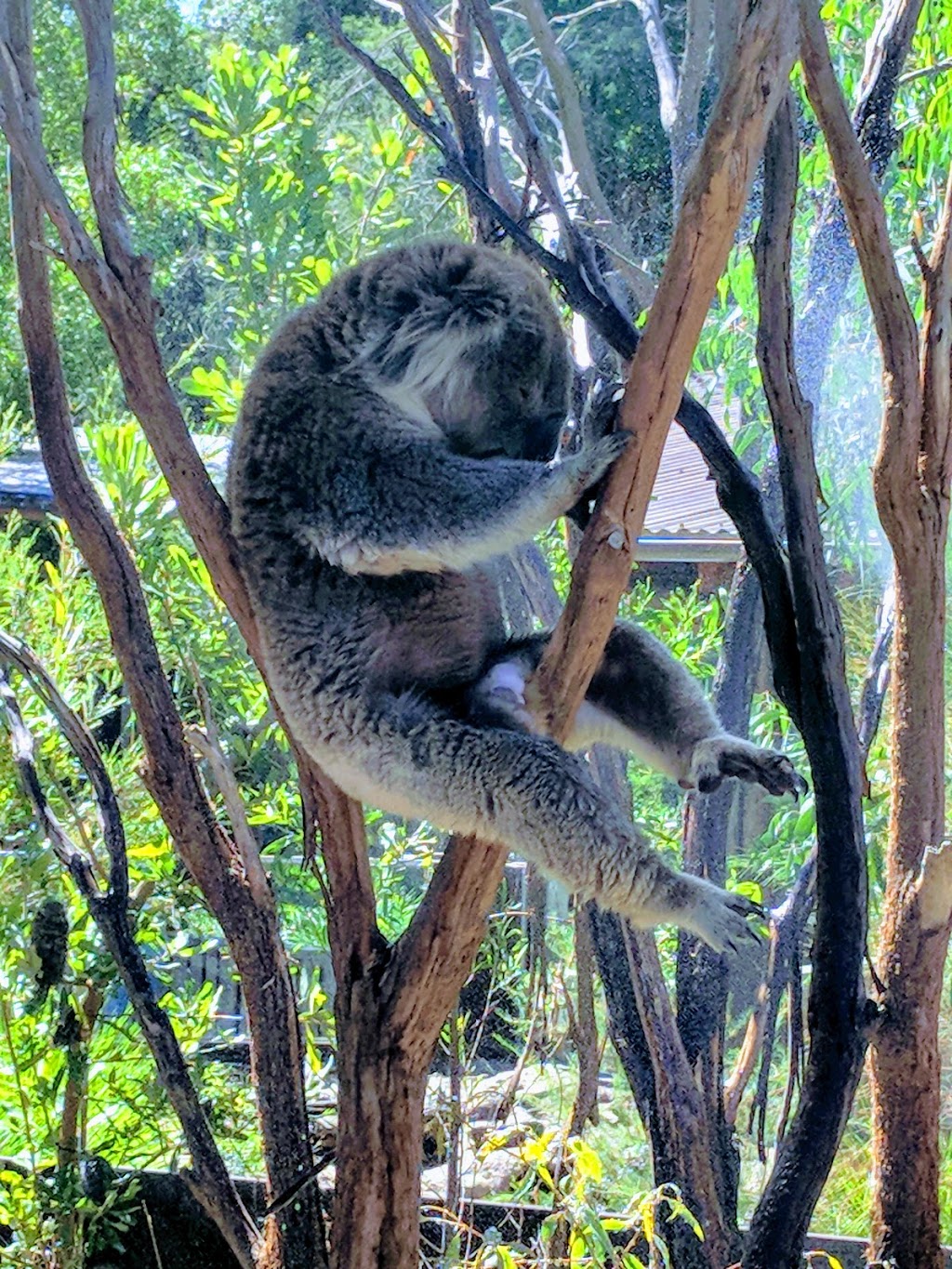 Healesville Sanctuary | zoo | Badger Creek Rd, Badger Creek VIC 3777, Australia | 1300966784 OR +61 1300 966 784