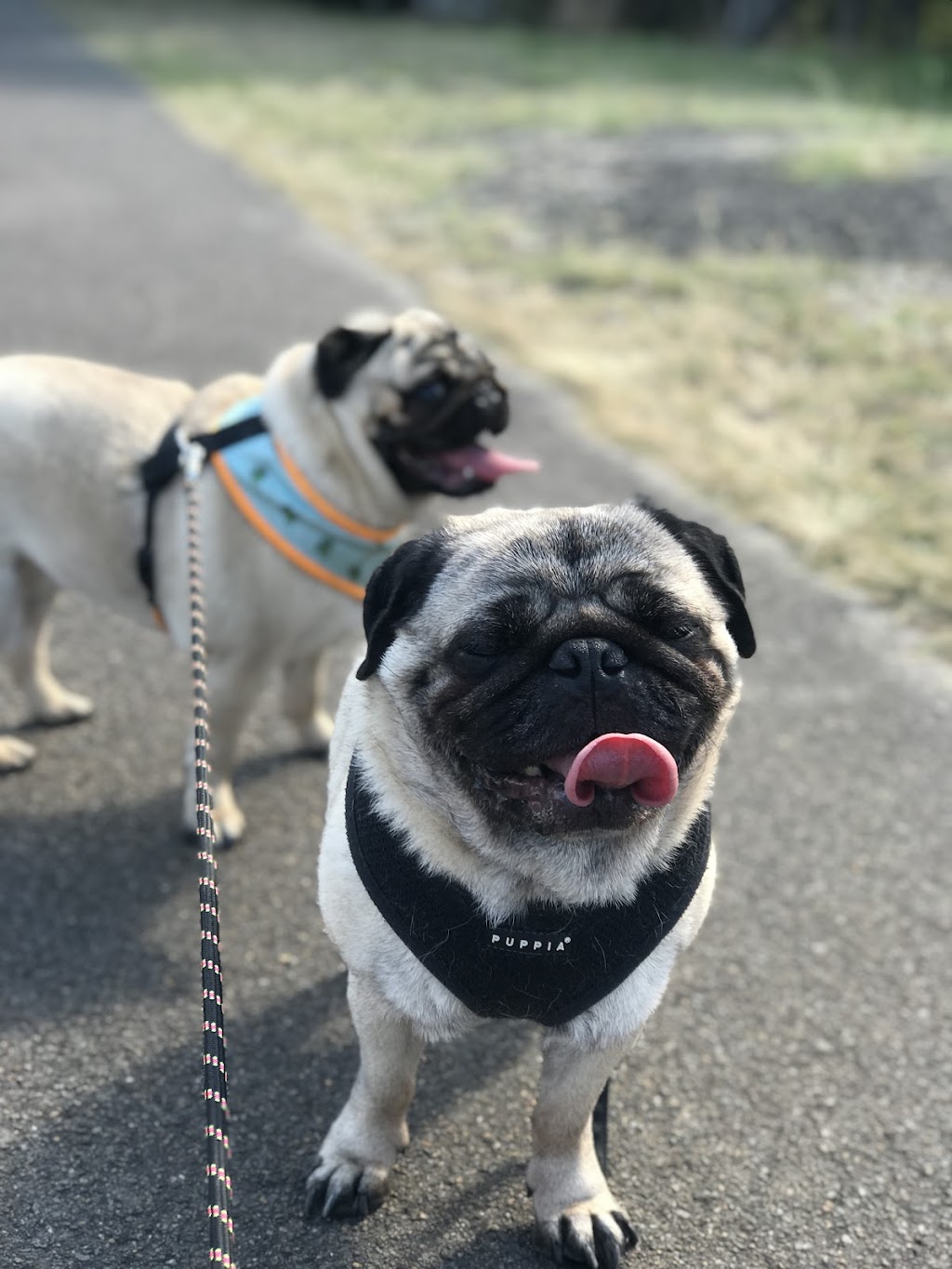 Happy Little Howlers | 23a Luland St, Botany NSW 2019, Australia | Phone: 0452 661 046
