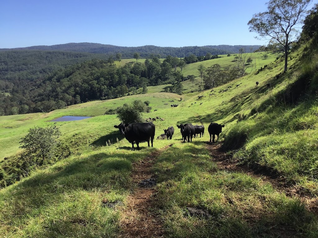 Tandara Angus Stud | 31 Paddys Plains Rd, North Dorrigo NSW 2453, Australia | Phone: (02) 6657 5275