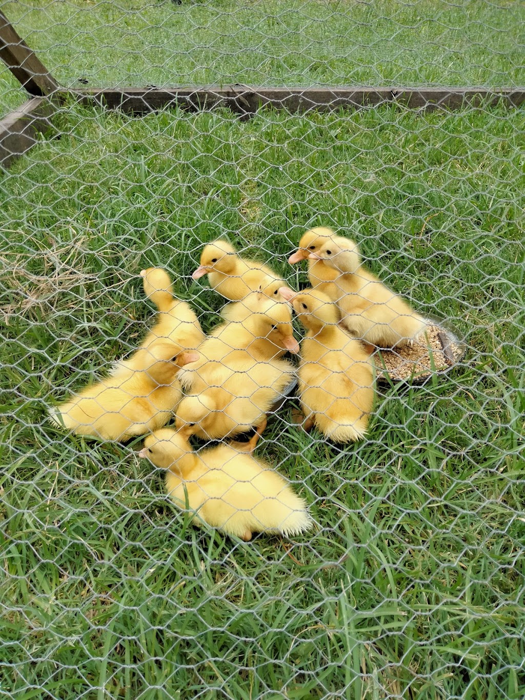 Goldhayven Farm | 74 Danyenah St, Loganholme QLD 4129, Australia | Phone: 0411 571 542