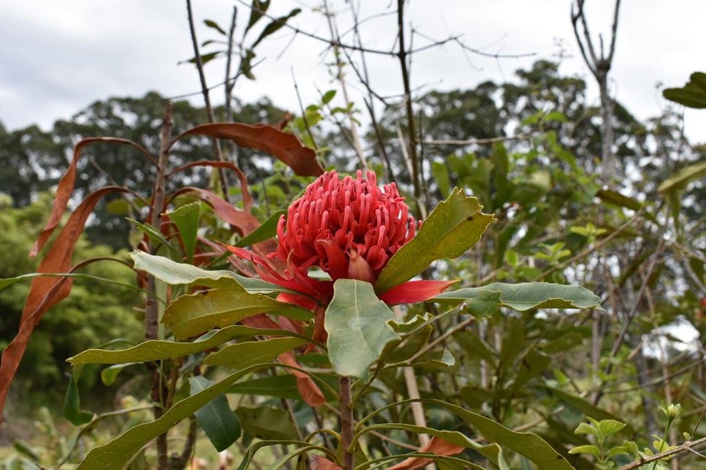 The Wildflower Farm | 20 Grants Rd, Somersby NSW 2250, Australia | Phone: (02) 4372 1393