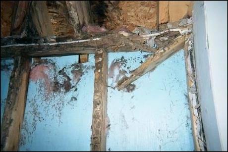 Bug Me Termite & Pest Bundaberg | laundry | Bonding St, Kepnock QLD 4670, Australia | 0741532842 OR +61 7 4153 2842