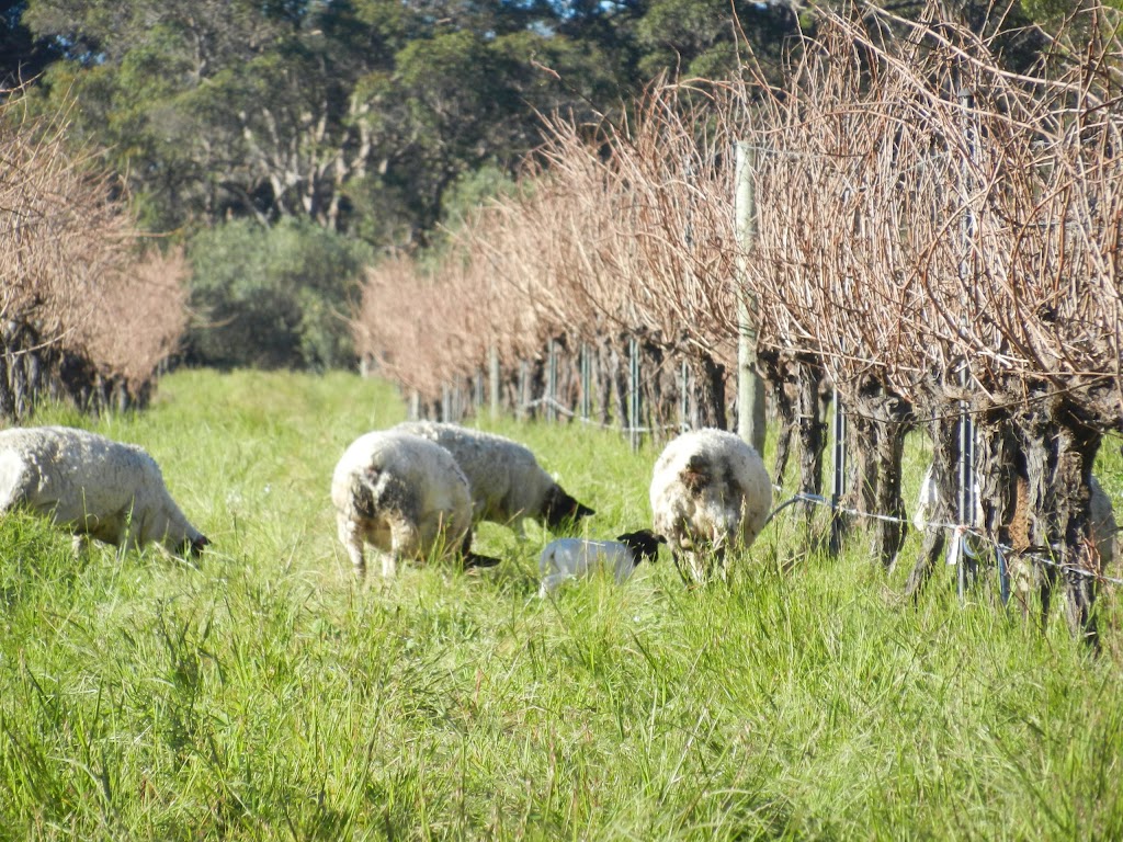 Peacetree Wines | tourist attraction | 48 Heron Dr, Margaret River WA 6280, Australia | 0422577403 OR +61 422 577 403