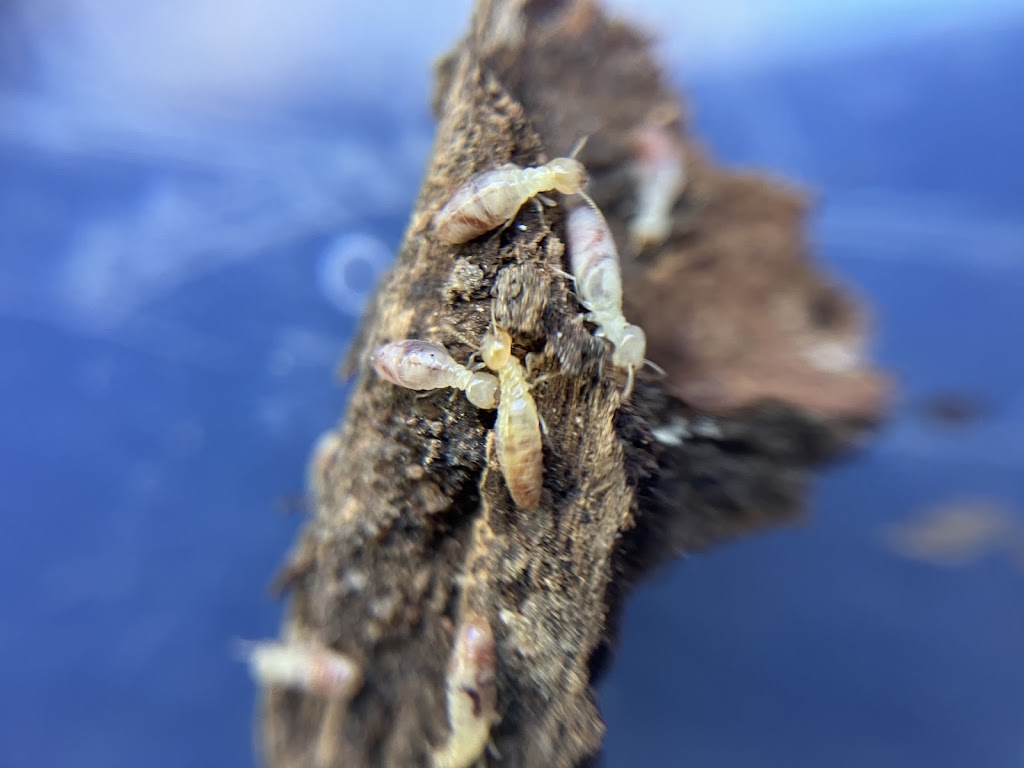 Borderline Pest Control | Victoria St, Deniliquin NSW 2710, Australia | Phone: 0448 104 521