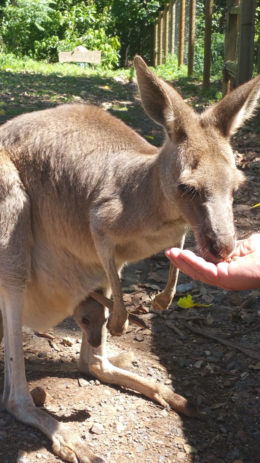 Cooberrie Park Wildlife Sanctuary | zoo | 9 Stones Rd, Cooberrie QLD 4703, Australia | 0749397590 OR +61 7 4939 7590