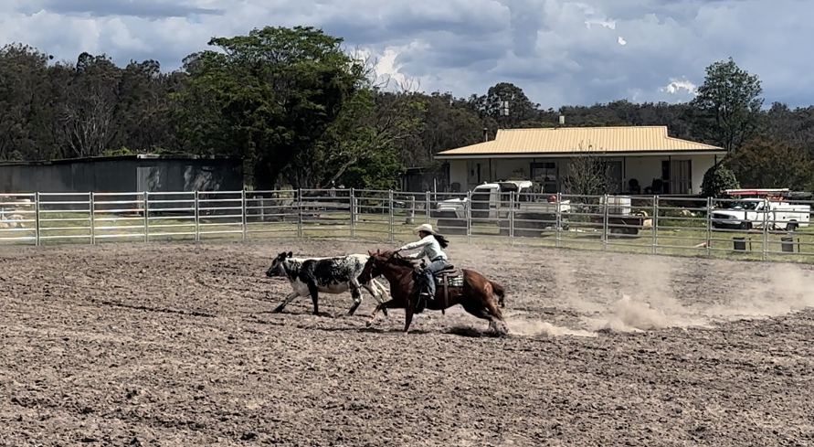Yeramba Park Performance Horses | 1199 Eukey Rd, Eukey QLD 4380, Australia | Phone: 0474 858 405 Yeramba Park Performance Horses | 1199 Eukey Rd, Eukey QLD 4380, Australia | Phone: 0474 858 405