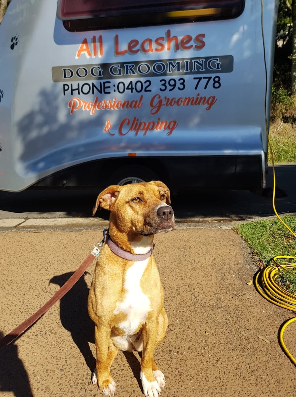 All Leashes Mobile Dog Grooming |  | Victoria Ave, Pottsville NSW 2489, Australia | 0402393778 OR +61 402 393 778