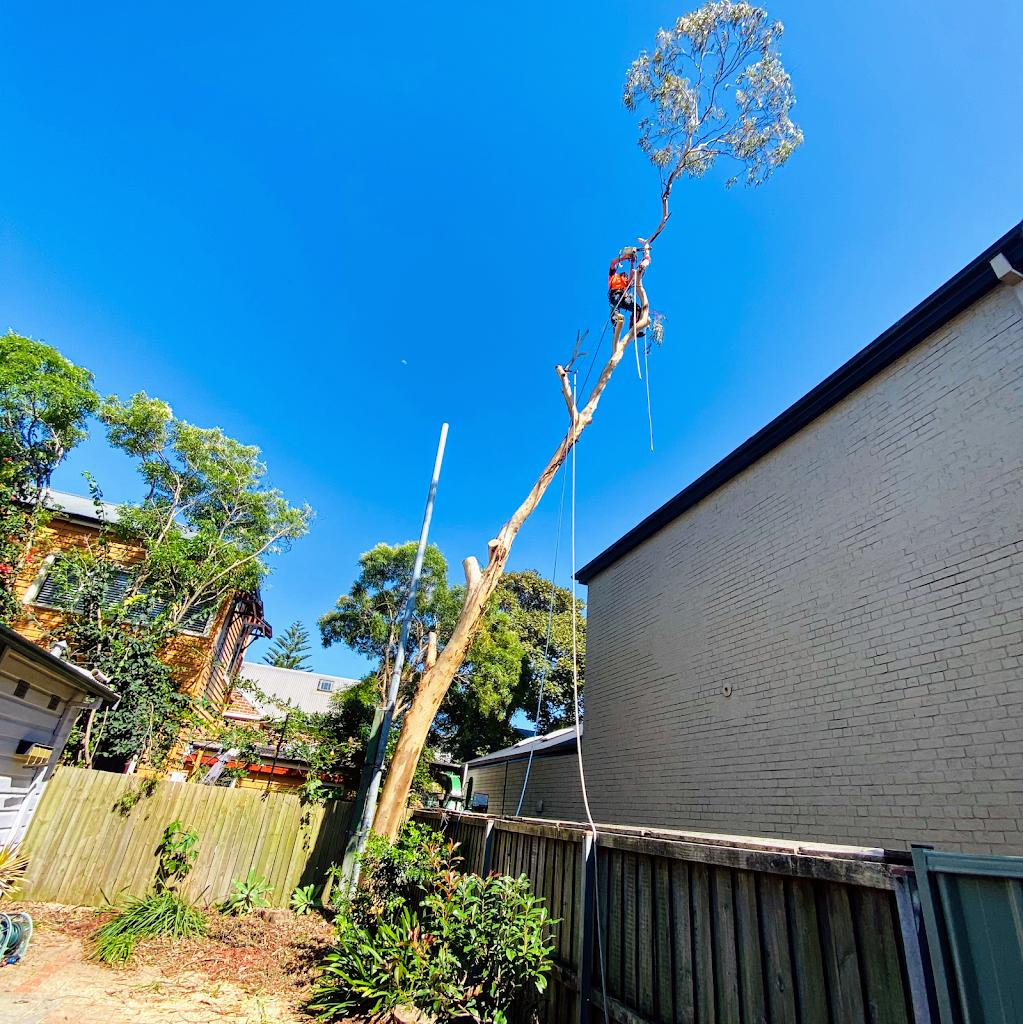 Cutting Edge Tree Maintenance | 42 Wakal St, Charlestown NSW 2290, Australia | Phone: 02 4003 4400