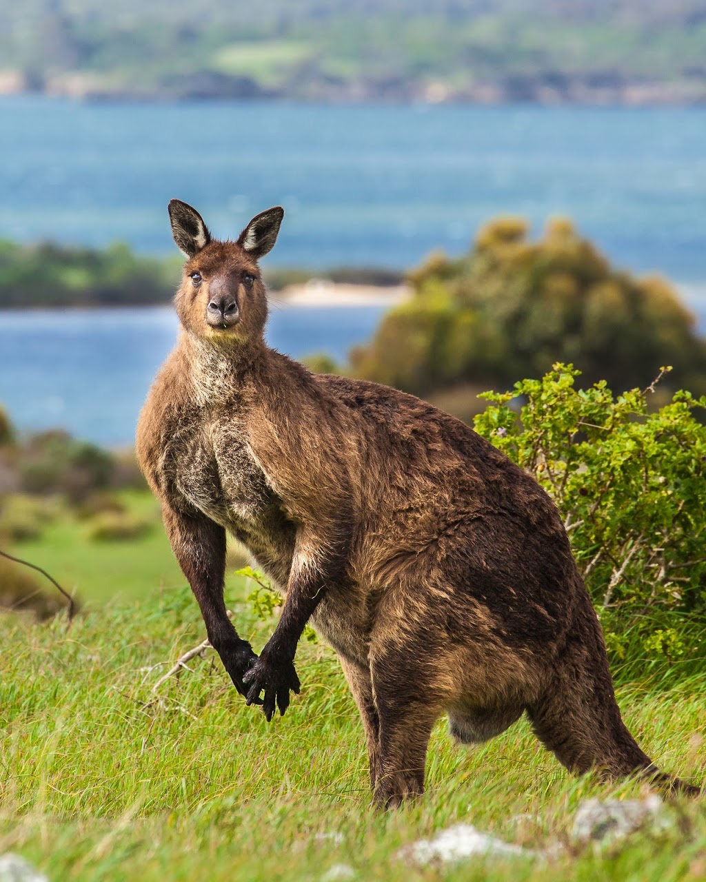 Kangaroo Island Trails | 1 Bay Terrace, Penneshaw SA 5222, Australia | Phone: 0458 471 419