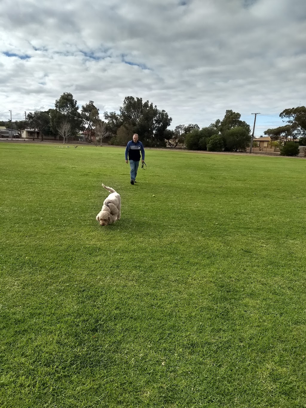 Whyalla Dog Park | park | 40 Searle St, Whyalla Norrie SA 5608, Australia