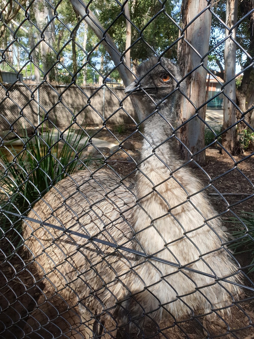Central Gardens Wildlife Exhibits sydney | zoo | Central Gardens Nature Reserve, Merrylands West NSW 2160, Australia
