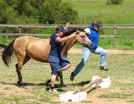 Equine Insight Inc | 612 Black Range Rd, Romsey VIC 3434, Australia | Phone: 0400 224 174