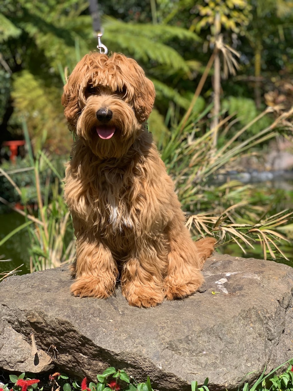 Misty Mountain Australian Labradoodles | 58-60 Siganto St, Tamborine Mountain QLD 4272, Australia | Phone: 0409 813 053