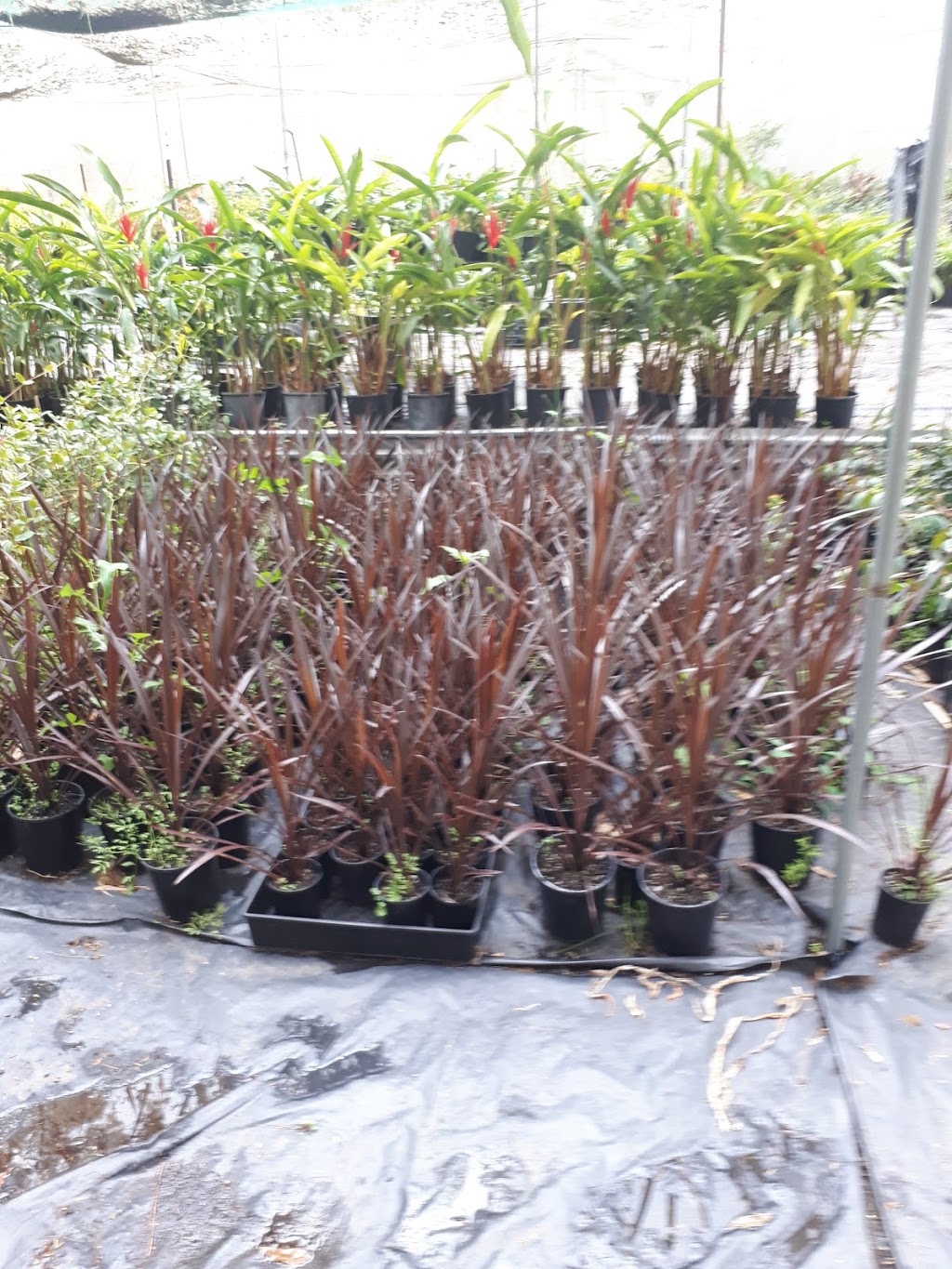 Coopernook palms and plants |  | 29 Turpentine Rd, Coopernook NSW 2426, Australia | 0476267607 OR +61 476 267 607