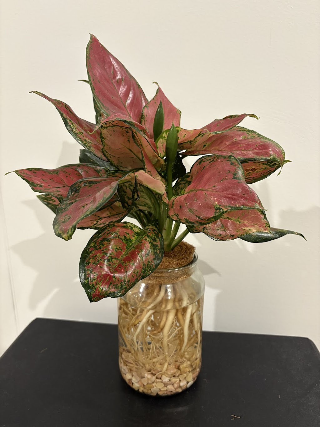 Potted With Love | 54 Currajong St, Evans Head NSW 2473, Australia | Phone: 0466 333 414