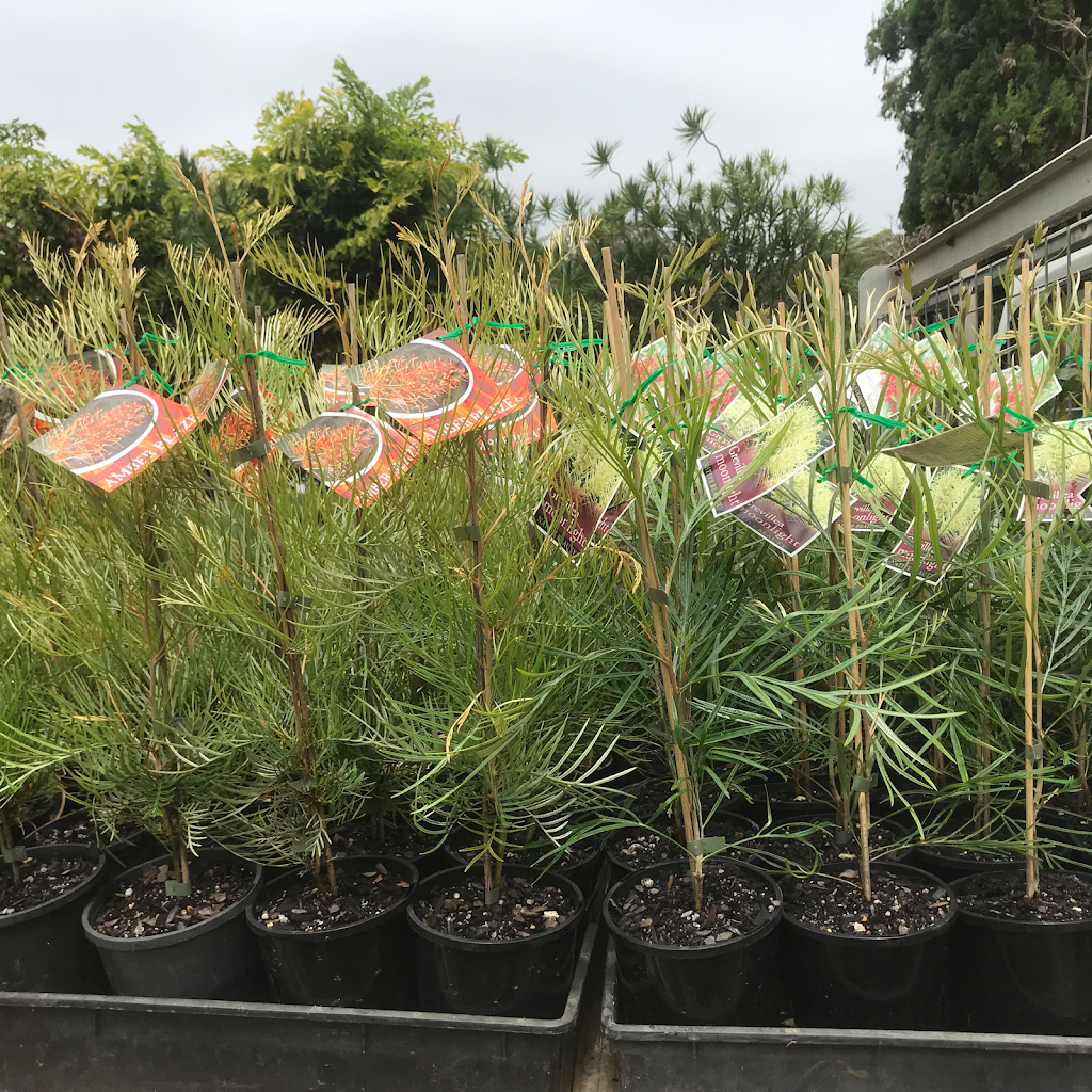 Ausgrow Nursery | 135 Winston Rd, Palmwoods QLD 4555, Australia | Phone: 0413 706 099