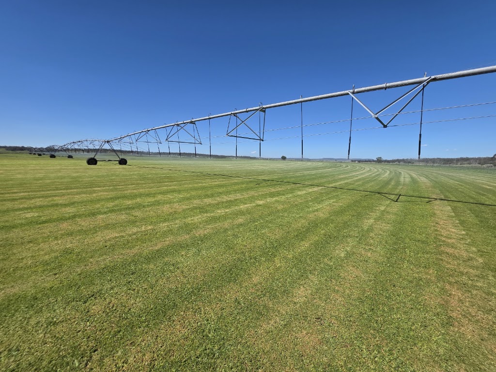 Glengallan Turf | 1122 Willowvale Rd, Massie QLD 4370, Australia | Phone: 0437 015 663