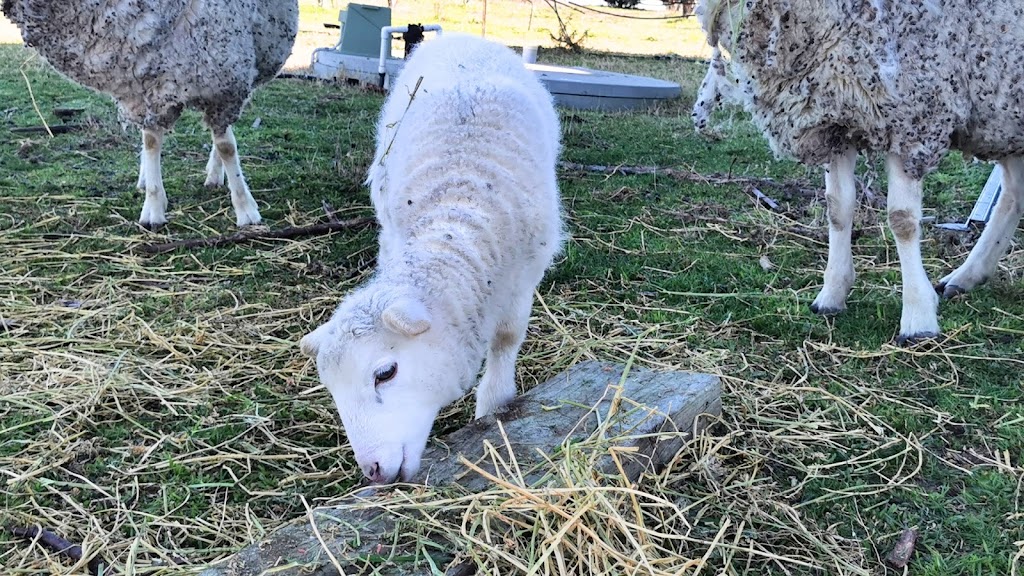 Kathmandu Farmstay | 23 Station St, Brewongle NSW 2795, Australia | Phone: 0452 220 178