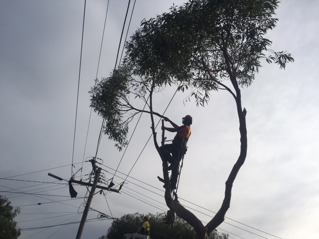 Pearcdale Tree Removal Services - Cut It Right | 54 Baxter-Tooradin Rd, Pearcedale VIC 3912, Australia | Phone: (03) 5976 3114