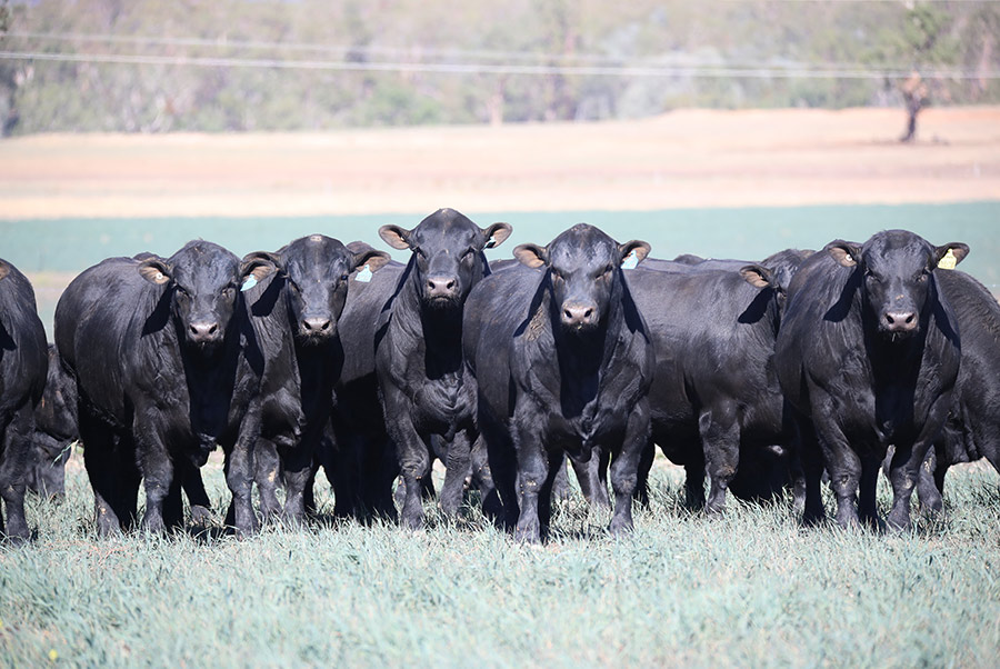 Clunie Range Angus Stud | 458 Coolatai Rd, Wallangra NSW 2360, Australia | Phone: 0427 438 318