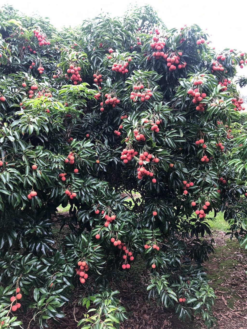 Lychee Farm | 169 S Boambee Rd, Boambee NSW 2450, Australia | Phone: (02) 6653 1931