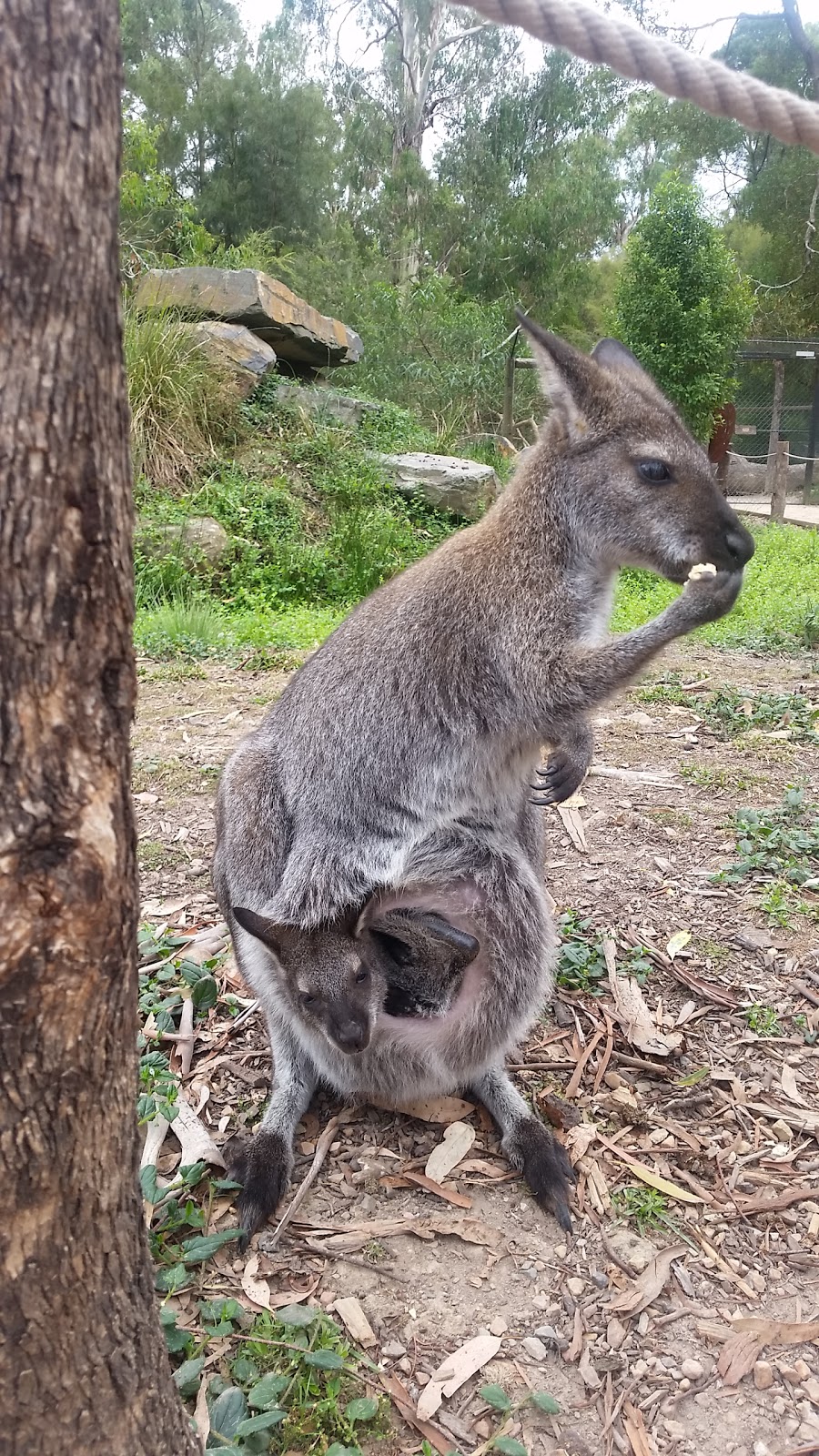 Coranderrk Bushland Reserve | park | Badger Creek VIC 3777, Australia | 0393402751 OR +61 3 9340 2751