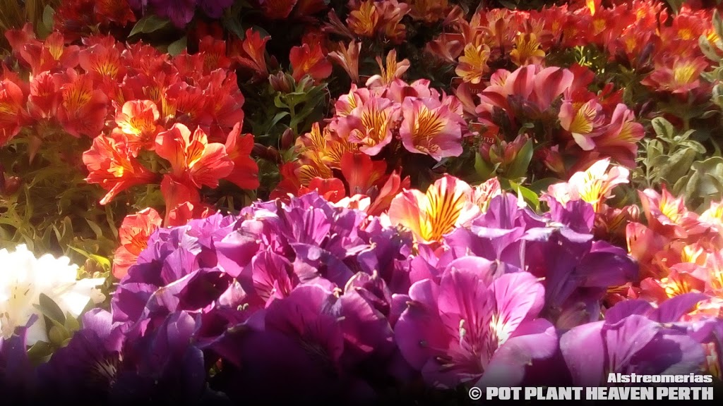 Pot Plant Heaven Perth | 191 Westfield Rd, Camillo WA 6111, Australia | Phone: 0420 493 944